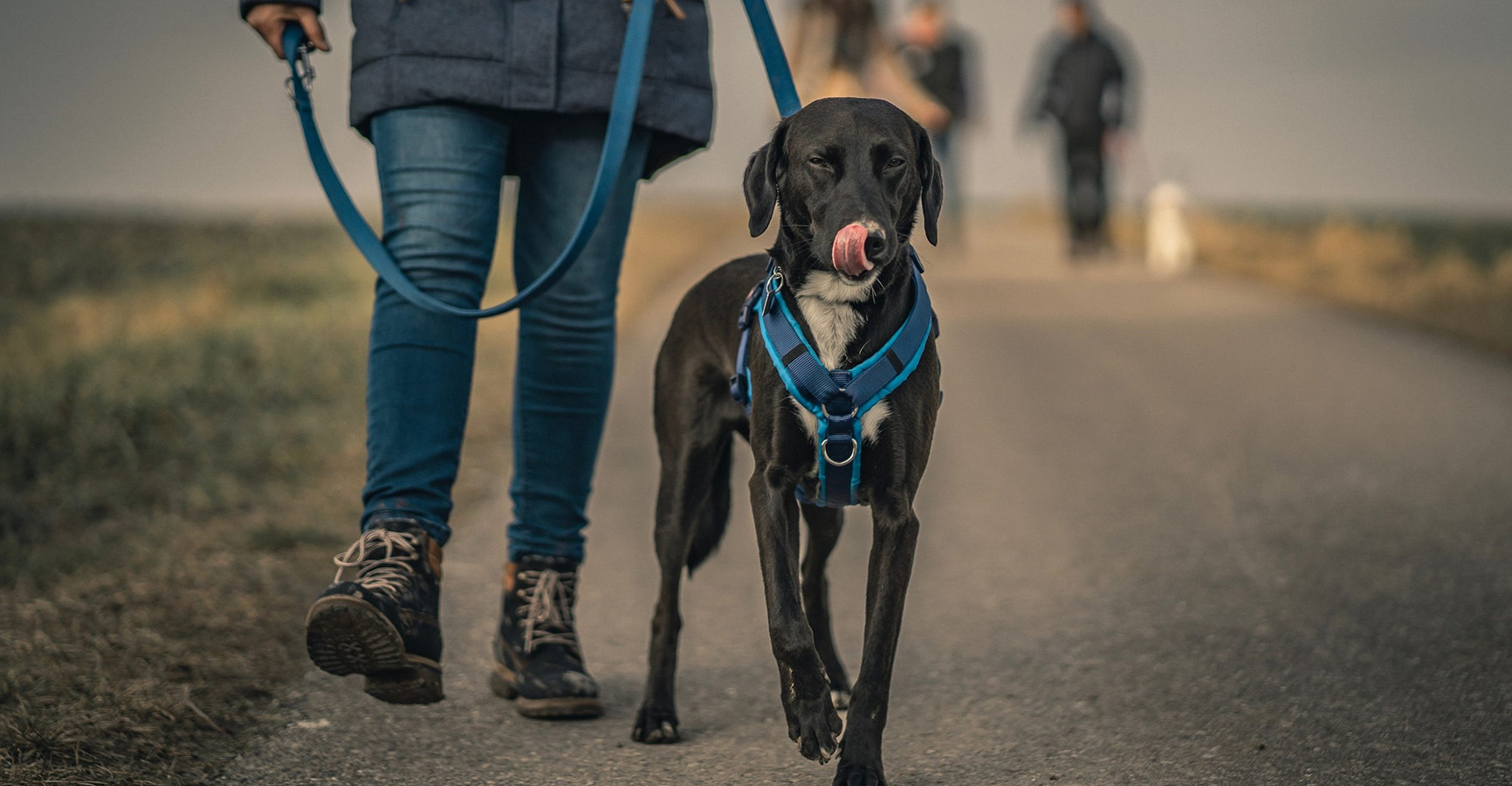 Honden Benodigdheden Winkel -Honden Benodigdheden Winkel 1