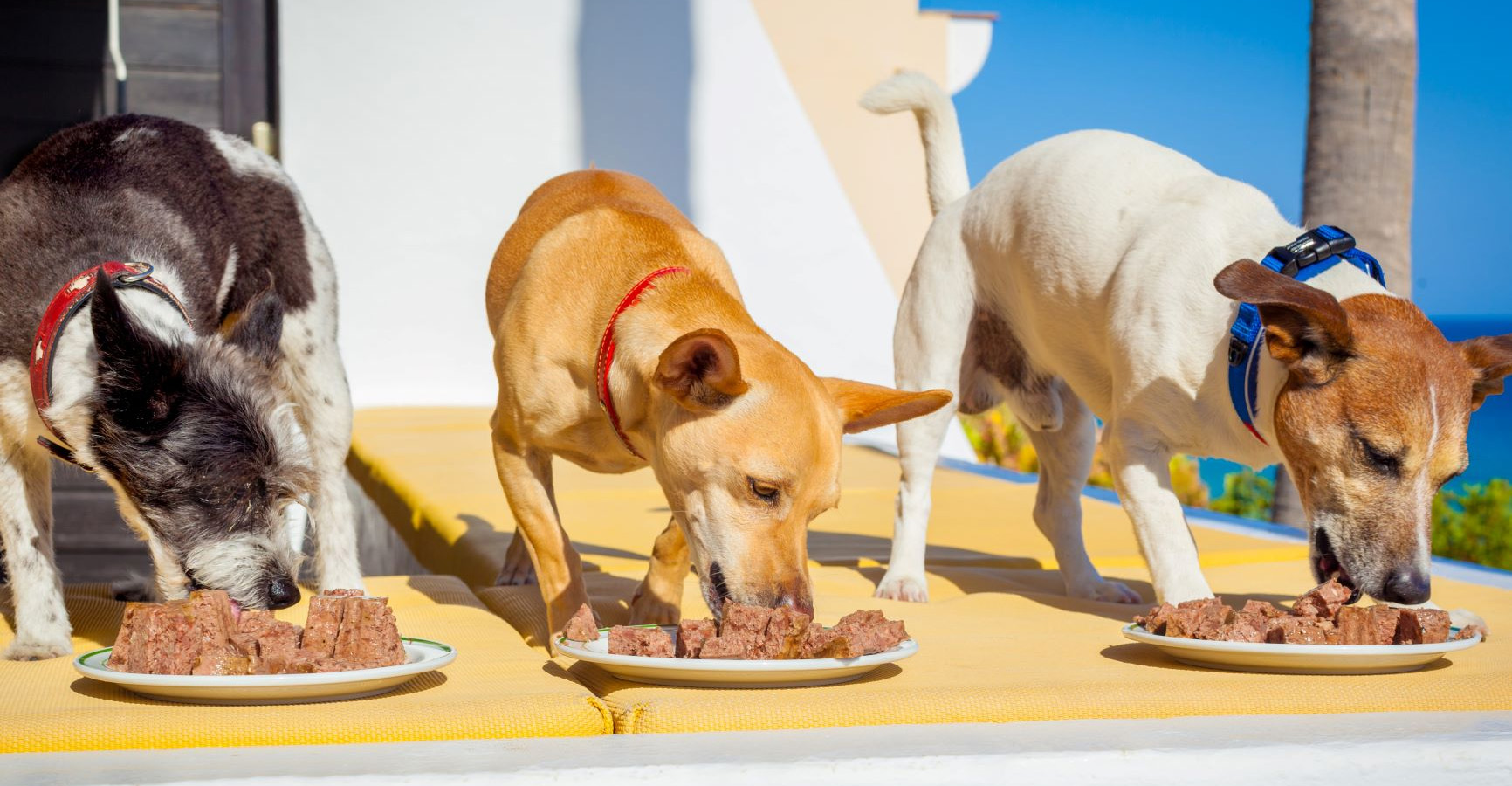 Honden Benodigdheden Winkel -Honden Benodigdheden Winkel 2