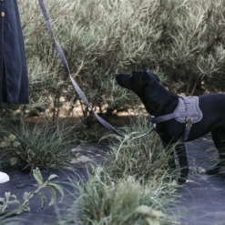 Kentucky Dogwear Hondenharnas Body Safe Wool -Honden Benodigdheden Winkel 3cv4POKfLqkROohRgTy7mJo09oTg2M metaS2VudHVja3ktRG9nd2Vhci1Ib25kZW5oYXJuYXMtQm9keS1TYWZlLVdvb2wtZ3JpanMtc2ZlZXIucG5n