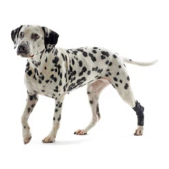 Kruuse Rehab Hakbeschermer -Honden Benodigdheden Winkel 6cee85101a73a5e0b4a17070dcaab798a82e3a53aceb62072959fffaa80b5e58 4