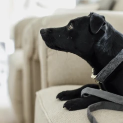 Kentucky Dogwear Hondenhalsband Wool -Honden Benodigdheden Winkel AajpOmKS3gu5UO1Vb74wjZdvxkyh11 metaS2VudHVja3ktRG9nd2Vhci1Ib25kZW5oYWxzYmFuZC1Xb29sLWdyaWpzLWRldGFpbC5wbmc