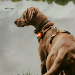 Orbiloc LED Veiligheidslamp 39 Orbiloc LED Veiligheidslamp -Honden Benodigdheden Winkel N4eoyBsJHWcNYAXkovop129xGNq5ym metaT3JiaWxvY19Eb2dfRHVhbF9BbGxfQW1iZXJfMDMuanBn