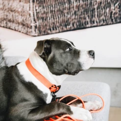 Kentucky Dogwear Sleeplijn Soft Rubber -Honden Benodigdheden Winkel Z7hJO4U8M4yO4VCMyrYAsUNetjfxHP metaS2VudHVja3ktRG9nd2Vhci1TbGVlcGxpam4tU29mdC1SdWJiZXItb3JhbmdlLXNmZWVyLTMucG5n