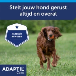 Adaptil Halsband -Honden Benodigdheden Winkel ZlmrunwOO24idNwMXR53mReHPodTCe metaQWRhcHRpbC1jYWxtLWNvbGxhci1DYXJvdXNzZWwtNy5qcGc