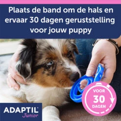 Adaptil Halsband - Junior -Honden Benodigdheden Winkel aKln5rnBRmAm6DSsJil7WMzLeFnBco metaQWRhcHRpbC1KdW5pb3ItY29sbGFyLUNhcm91c3NlbC01LmpwZw