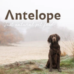 Antelope Fresh Adult Hondenvoer -Honden Benodigdheden Winkel antelope fresh adult hondenvoer 217764 1000 none