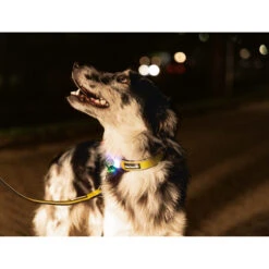 Beeztees Safety Gear Parinca Premium Halsband -Honden Benodigdheden Winkel beeztees safety gear parinca premium halsband 215015 2000 none