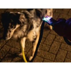 Beeztees Safety Gear Parinca Premium Hondenriem -Honden Benodigdheden Winkel beeztees safety gear parinca premium hondenriem 215036 2000 none