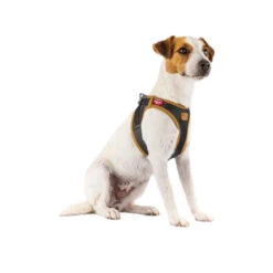 Curli Harnas Vegan Appelleer -Honden Benodigdheden Winkel curli harnas vegan appelleer 216631 0500 none