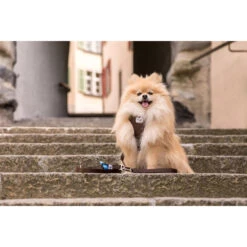 Curli Adjustable Leash Nylon -Honden Benodigdheden Winkel curli adjustable leash nylon 219396 2000 none