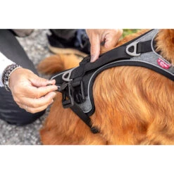 Curli Magnetic Belka Comfort Harness -Honden Benodigdheden Winkel curli magnetic belka comfort harness 219393 2000 none