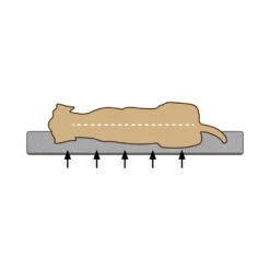 Beeztees Bench Kussen Ito -Honden Benodigdheden Winkel dceuWwK8iG2ChIkyH137X4AsWeqcwX metaQmVlenRlZXMtTWVtb3J5LUZvYW0tVW1hLUhvbmRlbm1hbmQtb3J0aG9wZWRpc2NoLTIuanBn