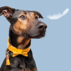 DWAM Bibi Halsband 8 DWAM Bibi Halsband -Honden Benodigdheden Winkel dwam bibi halsband 186283 1000 none