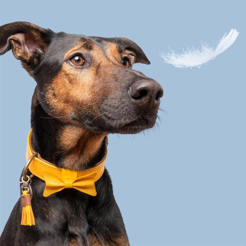 DWAM Bibi Halsband 3 DWAM Bibi Halsband - Afbeelding 3