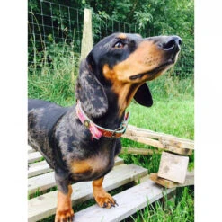 DWAM Halsband Boho Rosa -Honden Benodigdheden Winkel dwam halsband boho rosa 132071 1000 none