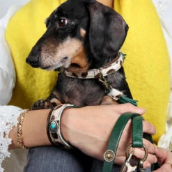 DWAM Halsband Ivy -Honden Benodigdheden Winkel dwam halsband ivy 180688 1000 none