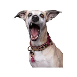 DWAM Halsband Lou Lou -Honden Benodigdheden Winkel dwam halsband lou lou 182182 1000 none