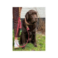 DWAM Halsband Lou Lou -Honden Benodigdheden Winkel dwam halsband lou lou 182185 1000 none