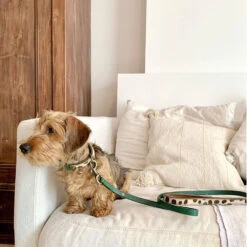 DWAM Hondenriem Ivy -Honden Benodigdheden Winkel dwam hondenriem ivy 180700 1000 none