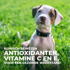 Hill's Science Plan - Large Puppy -Honden Benodigdheden Winkel hills science plan puppy large chicken 218506 0500 none