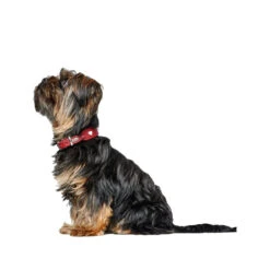 Hunter Collar Love -Honden Benodigdheden Winkel hunter collar love 223470 1000 none