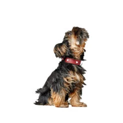 Hunter Collar Love -Honden Benodigdheden Winkel hunter collar love 223471 1000 none