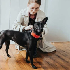 Hunter Halsband Divo -Honden Benodigdheden Winkel hunter halsband divo 208013 0500 none