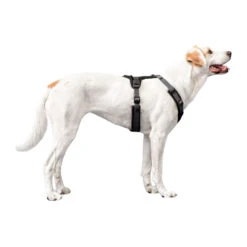 Hunter Harness Maldon -Honden Benodigdheden Winkel hunter harness maldon 223765 1500 none