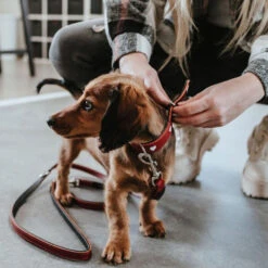 Hunter Training Line Love 11 Hunter Training Line Love -Honden Benodigdheden Winkel hunter training line love 223477 1000 none