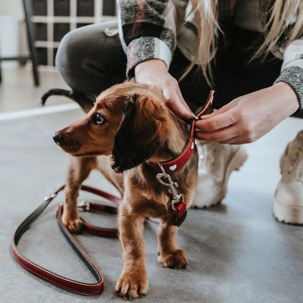 Hunter Training Line Love 6 Hunter Training Line Love - Afbeelding 6