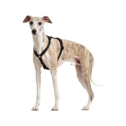 Hunter Vario Rapid Veiligheidsharnas -Honden Benodigdheden Winkel hunter vario rapid veiligheidsharnas zwart 169507 0500 none