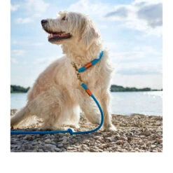 Hunter Verstelbare Riem Oss -Honden Benodigdheden Winkel hunter verstelbare riem oss 116580 0500 none