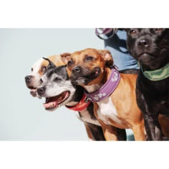 Hurtta Weekend Warrior Collar -Honden Benodigdheden Winkel hurtta weekend warrior collar 189084 0500 none