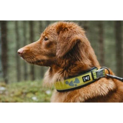 Hurtta Weekend Warrior Collar -Honden Benodigdheden Winkel hurtta weekend warrior collar 189090 0500 none