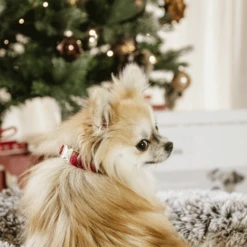 Kentucky Dogwear Corduroy Hondenhalsband -Honden Benodigdheden Winkel kentucky dogwear corduroy hondenhalsband 219200 0500 none