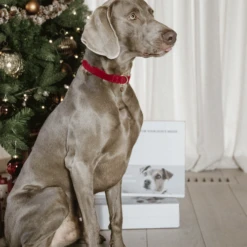 Kentucky Dogwear Corduroy Hondenhalsband -Honden Benodigdheden Winkel kentucky dogwear corduroy hondenhalsband 219201 0500 none