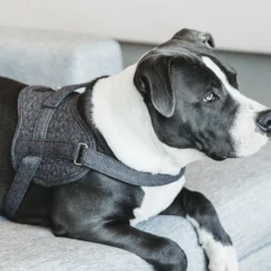 Kentucky Dogwear Hondenharnas Body Safe Wool -Honden Benodigdheden Winkel kentucky dogwear hondenharnas body safe wool 219215 0500 none