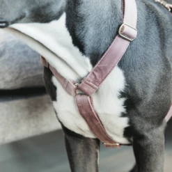 Kentucky Dogwear Hondenharnas Velvet Loop -Honden Benodigdheden Winkel kentucky dogwear hondenharnas velvet loop 219284 0500 none