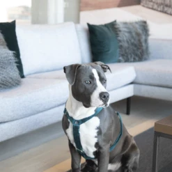 Kentucky Dogwear Hondenharnas Velvet Loop -Honden Benodigdheden Winkel kentucky dogwear hondenharnas velvet loop 219293 0500 none