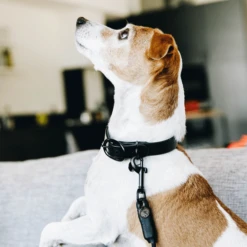 Kentucky Dogwear Soft Rubber Hondenhalsband -Honden Benodigdheden Winkel kentucky dogwear soft rubber hondenhalsband 219264 0500 none