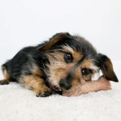 KONG ChewStix Ultra Stick -Honden Benodigdheden Winkel kong chewstix ultra stick 180856 1000 none