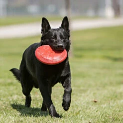 KONG Flyer Frisbee -Honden Benodigdheden Winkel kong flyer frisbee 163063 1000 none