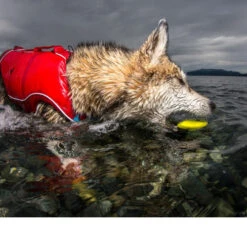 Kurgo Skipping Stones -Honden Benodigdheden Winkel kurgo skipping stones 99608 0500 none