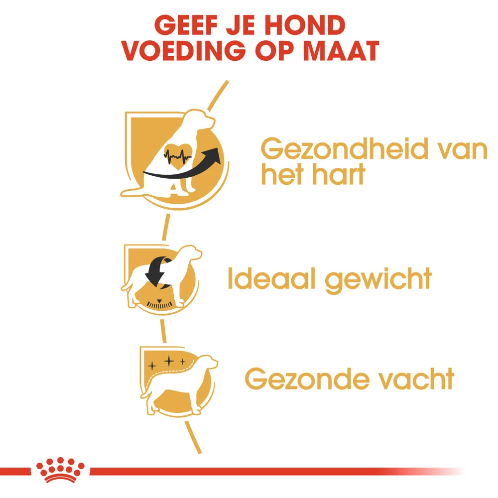 Royal Canin Cavalier King Charles Adult - Hondenvoer 6 Royal Canin Cavalier King Charles Adult - Hondenvoer - Afbeelding 6