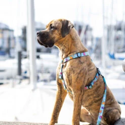 Max & Molly H-Hondenharnas - Blue Ocean -Honden Benodigdheden Winkel max molly h hondenharnas blue ocean 221604 2000 none