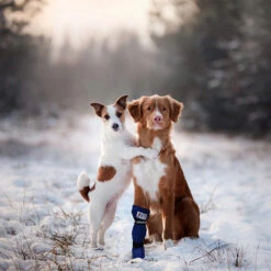 Medical Pet Shirt Boot -Honden Benodigdheden Winkel medical pets boot 167509 0500 none