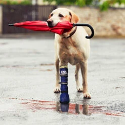 Medical Pet Shirt Boot -Honden Benodigdheden Winkel medical pets boot 167512 0500 none