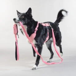 PAIKKA Visibility Leash -Honden Benodigdheden Winkel paikka visibility leash 217818 2000 none