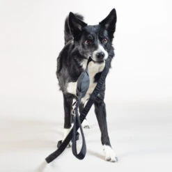 PAIKKA Visibility Leash -Honden Benodigdheden Winkel paikka visibility leash 217819 2000 none