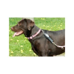PatentoPet Dog E-walk Basic -Honden Benodigdheden Winkel patentopet dog e walk basic 219310 0500 none
